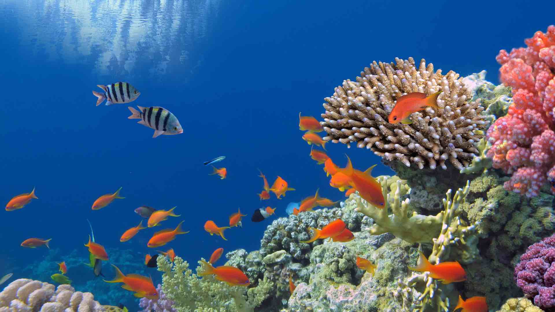 Great Barrier Reef faces dire threat from record ocean temperatures