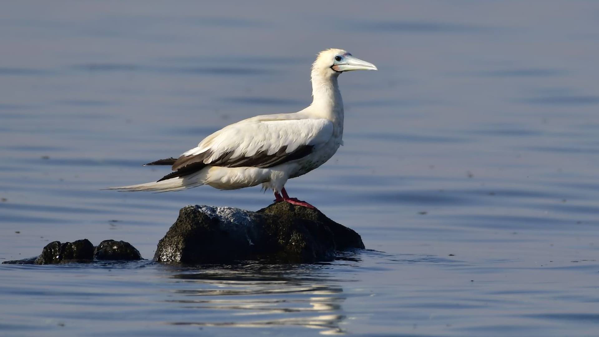 Rare red-footed booby spotted on Abu Dhabi's Qarnain Island